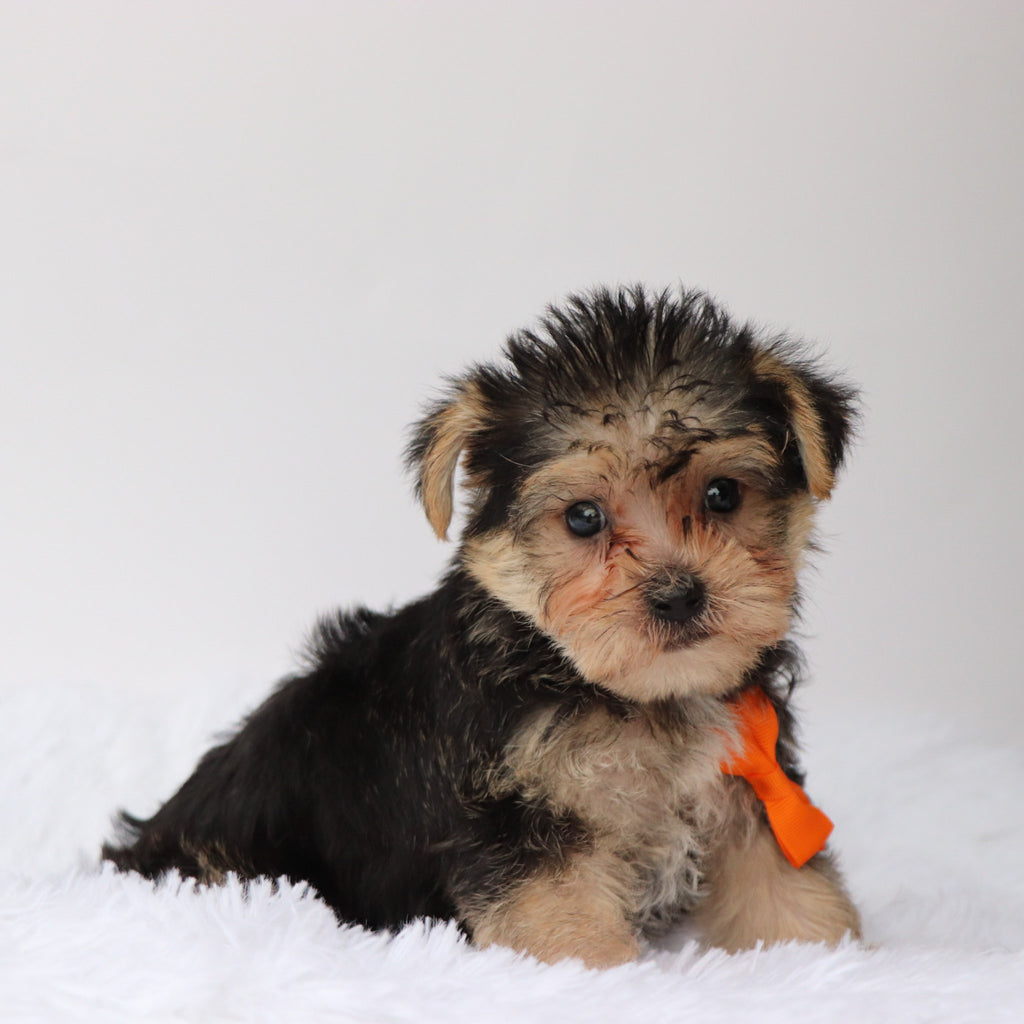 Toby - Available 8/13