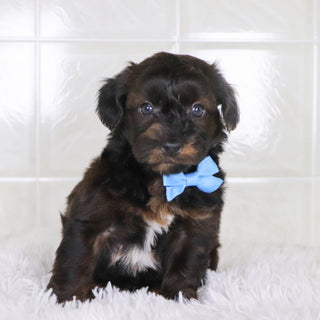 Todd - Available Now