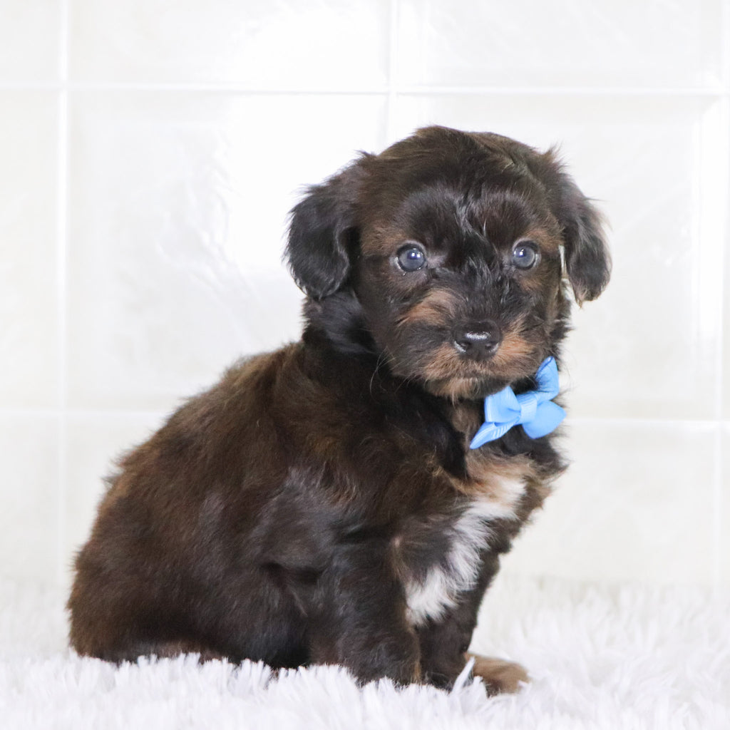 Todd - Available Now