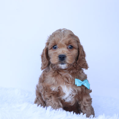 Tommy - Available 9/24