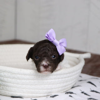 Toni - Available 1/28