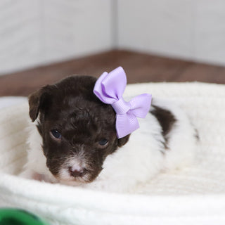 Toni - Available 1/28