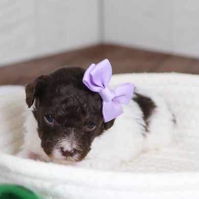 Toni - Available 1/28