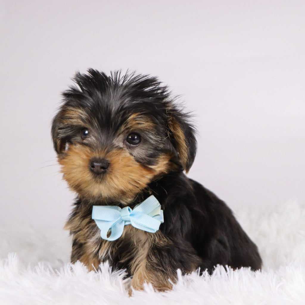 Tooele - Available 11/11