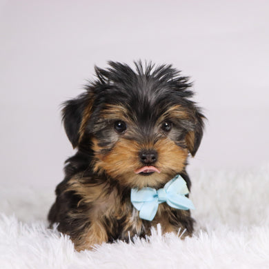 Tooele - Available 11/11