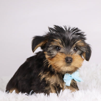 Tooele - Available 11/11
