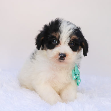 Travis - Available 9/24
