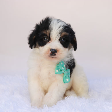 Travis - Available 9/24