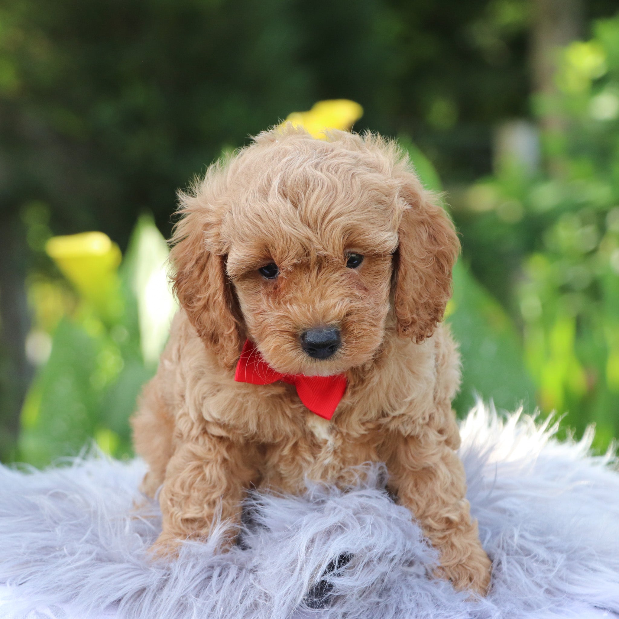 Puppies for sale in Port St. Lucie