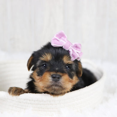 Trina - Available 2/11