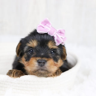 Trina - Available 2/11