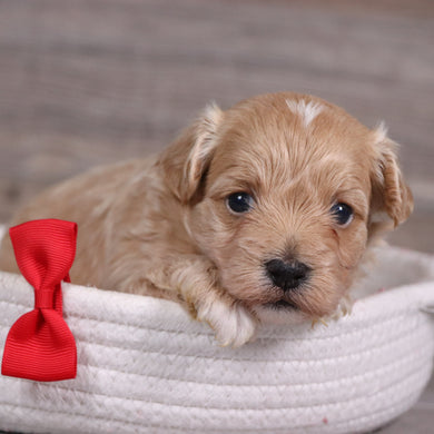 Tristen - Available 5/28