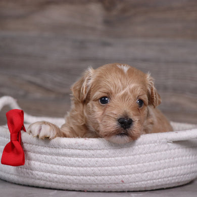 Tristen - Available 5/28