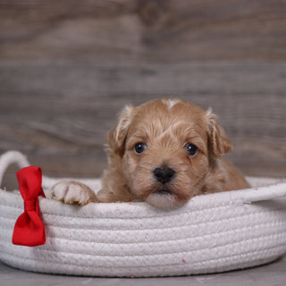Tristen - Available 5/28