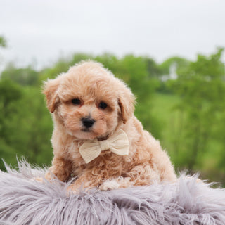 Tristen - Available 5/28
