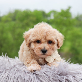 Tristen - Available 5/28