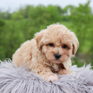 Tristen - Available 5/28