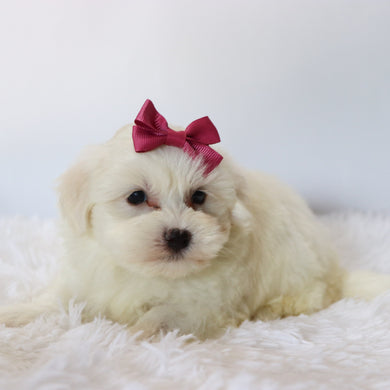 Trixie - Available 8/27