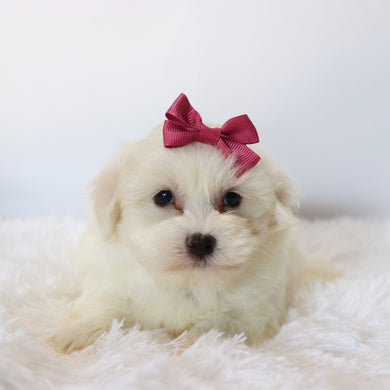 Trixie - Available 8/27