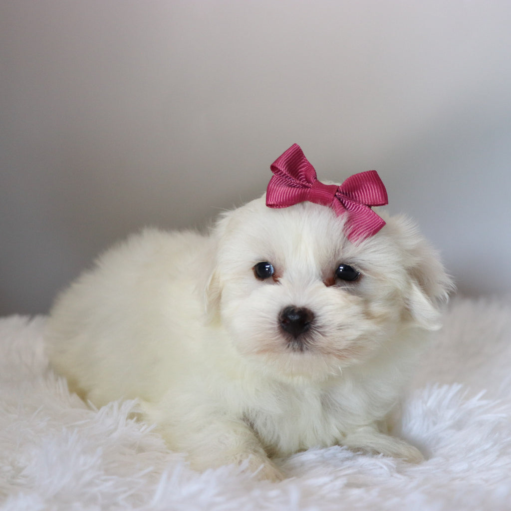 Trixie - Available Now