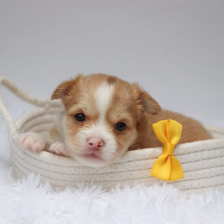 Troy - Available 9/3