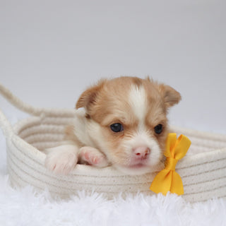 Troy - Available 9/3