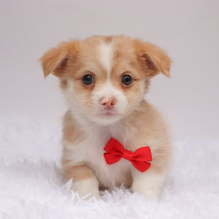 Troy - Available 9/3