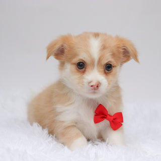 Troy - Available 9/3