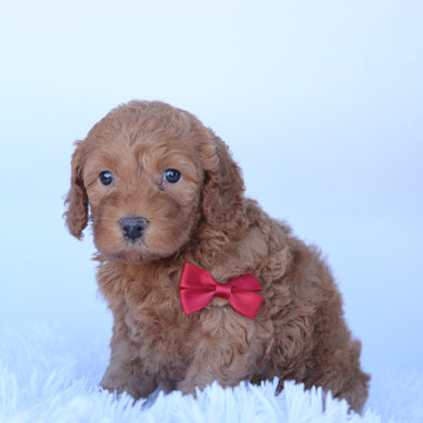 Truman - Available 10/29