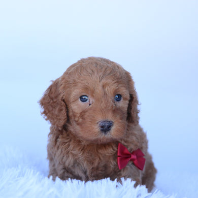 Truman - Available 10/29