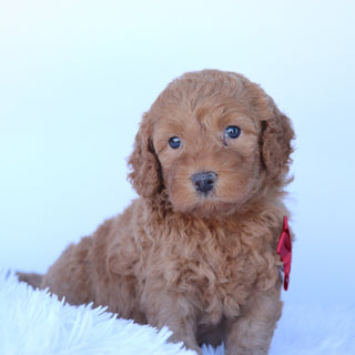 Truman - Available 10/29