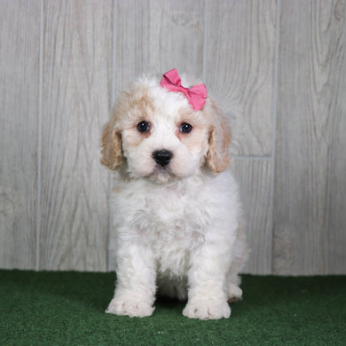 Tula - Available 5/14