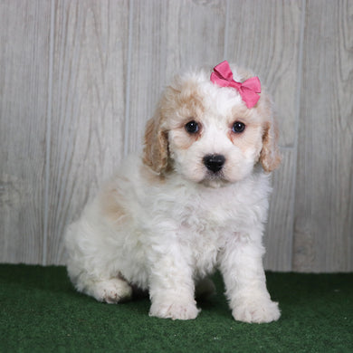 Tula - Available 5/14