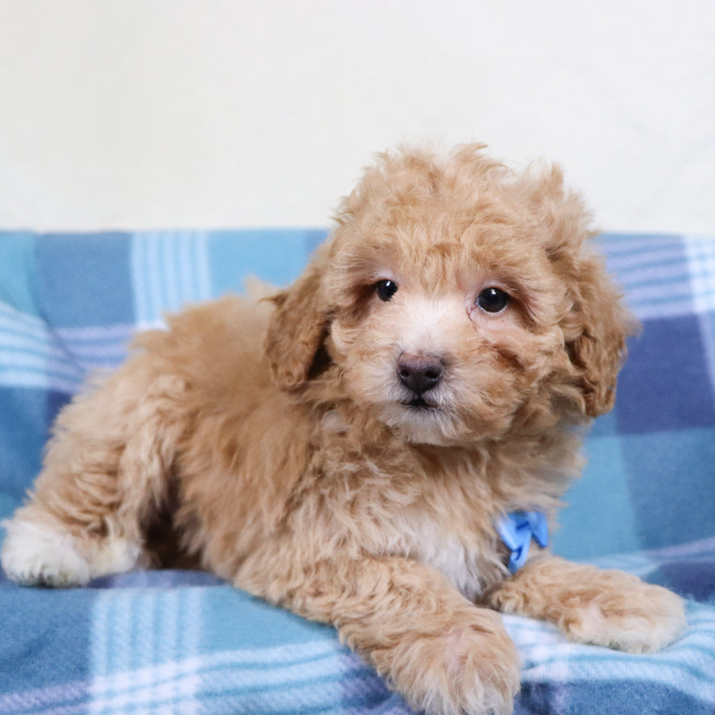 Turtle - Available 1/15