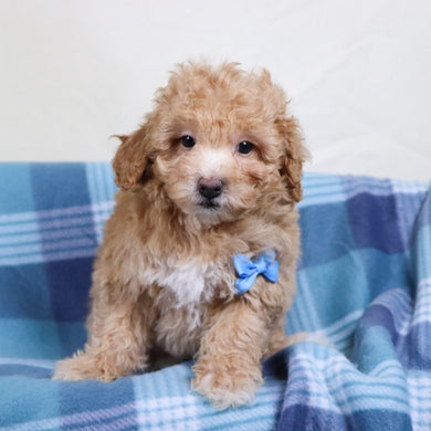 Turtle - Available 1/15