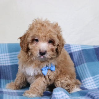 Turtle - Available 1/15