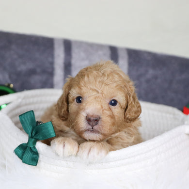 Turtle - Available 1/14