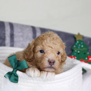 Turtle - Available 1/14