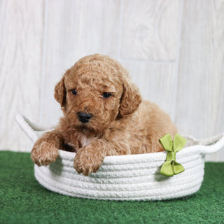 Tyson - Available 6/26