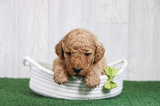 Tyson - Available 6/26