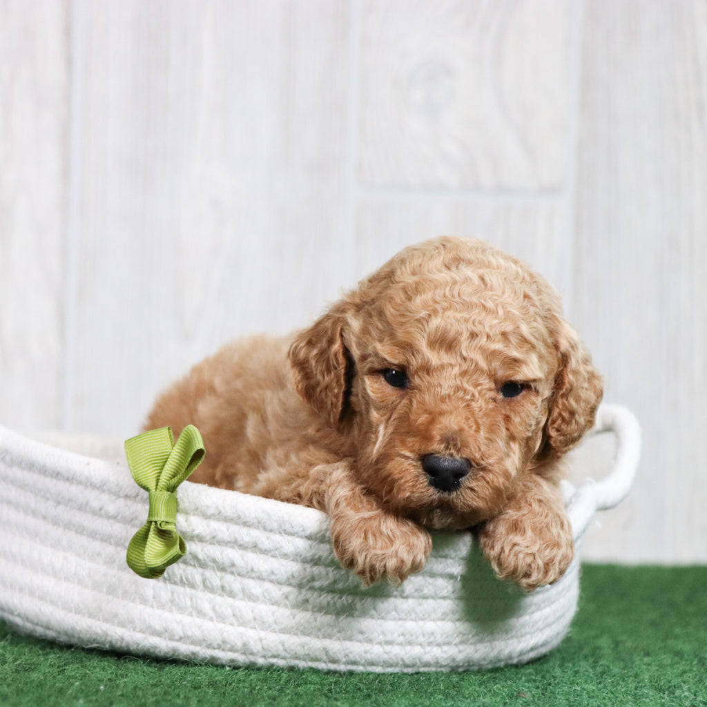 Tyson - Available 6/26