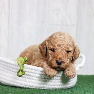 Tyson - Available 6/26