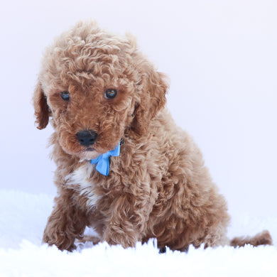 Tyson - Available 6/26