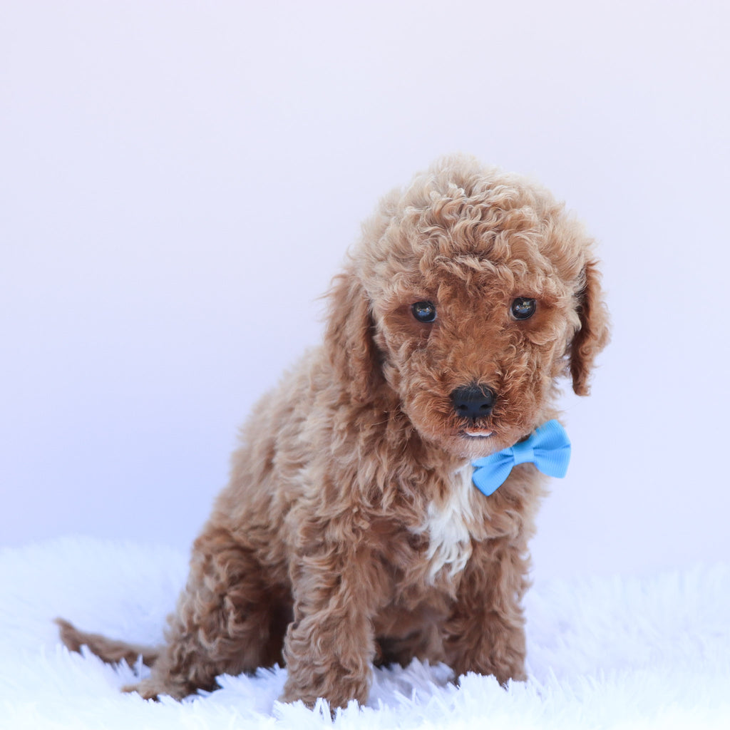 Tyson - Available 6/26