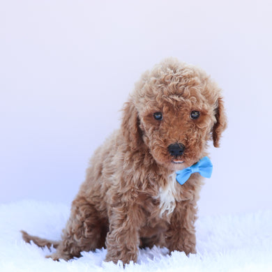 Tyson - Available 6/26