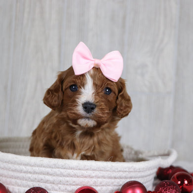 Valerie - Available 1/8