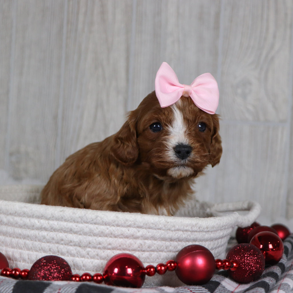 Valerie - Available 1/8