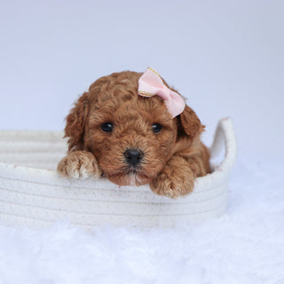 Vanessa - Available 7/23
