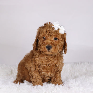 Victor - Available 11/19