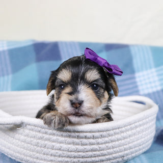 Victoria - Available Now